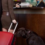 How Hotels Have Become Pet-Friendly During COVID-19